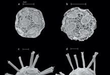 Ocean warming and acidification effects on calcareous phytoplankton communities