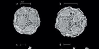 Ocean warming and acidification effects on calcareous phytoplankton communities