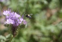 Pesticides and food scarcity dramatically reduce wild bee population (TDnews)
