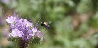 Pesticides and food scarcity dramatically reduce wild bee population (TDnews)
