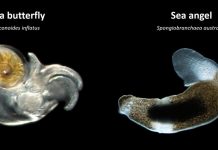 Planktonic sea snails and slugs may be more adaptable to ocean acidification than expected