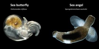 Planktonic sea snails and slugs may be more adaptable to ocean acidification than expected