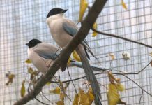 Study: Big-hearted corvids | Science News (TDnews)