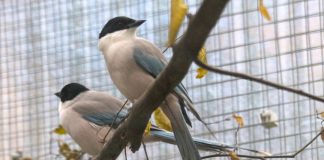 Study: Big-hearted corvids | Science News (TDnews)
