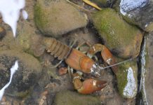 Study: Crayfish ‘trapping’ fails to control invasive species (TDnews)