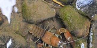 Study: Crayfish ‘trapping’ fails to control invasive species (TDnews)