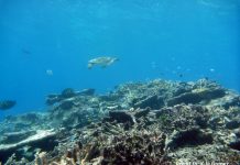 Study: Extinctions linked to new assemblages of species (TDnews)