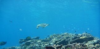 Study: Extinctions linked to new assemblages of species (TDnews)