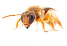 Study: First Australian night bees recorded foraging in darkness (TDnews)