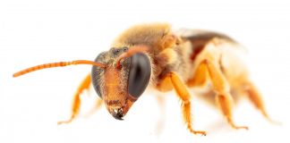 Study: First Australian night bees recorded foraging in darkness (TDnews)