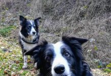 Study: From puppyhood to senior age: Different personality traits age differently (TDnews)