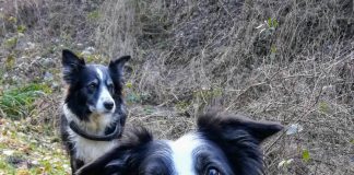 Study: From puppyhood to senior age: Different personality traits age differently (TDnews)