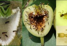 Study: Genomes offer new insights into fig-wasp symbiotic system (TDnews)