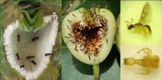 Study: Genomes offer new insights into fig-wasp symbiotic system (TDnews)