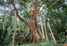 Study: Genomic study reveals evolutionary secrets of banyan tree (TDnews)