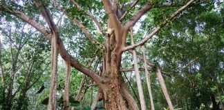 Study: Genomic study reveals evolutionary secrets of banyan tree (TDnews)