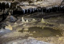 Study: Humans and climate drove giants of Madagascar to extinction (TDnews)