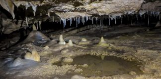 Study: Humans and climate drove giants of Madagascar to extinction (TDnews)