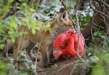 Study: Individual red foxes prefer different foods in the city and the countryside (TDnews)