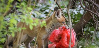 Study: Individual red foxes prefer different foods in the city and the countryside (TDnews)