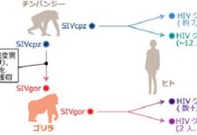Research: Molecular mechanism of cross-species transmission of primate lentiviruses (TDnews)