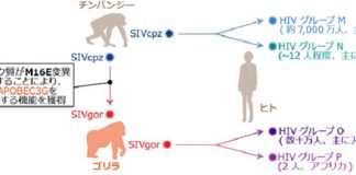 Research: Molecular mechanism of cross-species transmission of primate lentiviruses (TDnews)