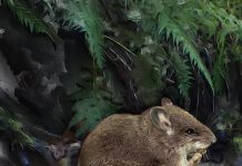 Study: New species of aquatic mice discovered, cousins of one of the world’s rarest mammals (TDnews)