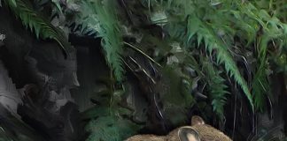 Study: New species of aquatic mice discovered, cousins of one of the world’s rarest mammals (TDnews)