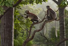 Study: Oldest monkey fossils outside of Africa found (TDnews)