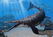 Research: Paleontologists identify new species of mosasaur (TDnews)