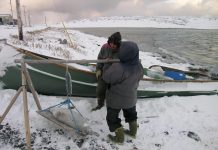 Research: Researchers find consistent mercury levels in arctic seals (TDnews)