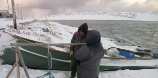 Research: Researchers find consistent mercury levels in arctic seals (TDnews)
