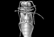 Study: Researchers reconstruct beetles from the Cretaceous (TDnews)