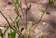 Study: Tapping secrets of Aussie spider’s unique silk (TDnews)