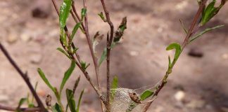 Study: Tapping secrets of Aussie spider’s unique silk (TDnews)