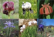 Study: The ur-Iris likely had purple flowers, pollinated by insects for nectar (TDnews)