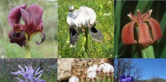 Study: The ur-Iris likely had purple flowers, pollinated by insects for nectar (TDnews)