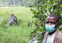 Risk of human-to-wildlife transmission of the COVID-19 virus (TDnews)