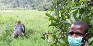 Risk of human-to-wildlife transmission of the COVID-19 virus (TDnews)