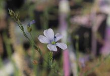 Scientists help reboot 50 years of plant advice to solve one of nature’s biggest challenges