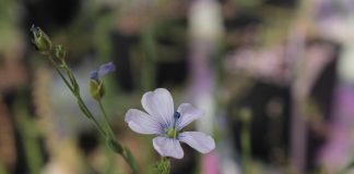Scientists help reboot 50 years of plant advice to solve one of nature’s biggest challenges