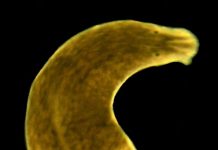 Scientists repeat century-old study to reveal evidence of evolutionary rescue in the wild