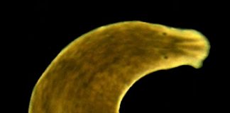 Scientists repeat century-old study to reveal evidence of evolutionary rescue in the wild