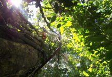 Seeking ancient rainforests through modern mammal diets (TDnews)