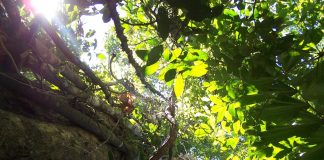 Seeking ancient rainforests through modern mammal diets (TDnews)