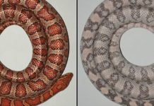 Snakes reveal the origin of skin colours (TDnews)