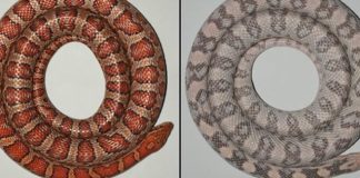 Snakes reveal the origin of skin colours (TDnews)