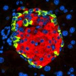 Research: A CNIO team describes how a virus can cause diabetes