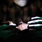 Study: First relatives of rubella virus discovered in bats in Uganda and mice in Germany