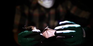 Study: First relatives of rubella virus discovered in bats in Uganda and mice in Germany